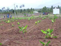 Coltivazioni di banane nel centro Internazionale per lo Sviluppo Sostenibile AMRITA BHOOMI.