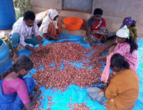 Lavori agricoli nel Centro Amrita Bhoomi