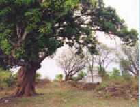 Un albero di mango che cresce sul terreno del Centro Internazionale per lo Sviluppo Sostenibile AMRITA BHOOMI.