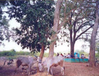 Mucche sostano nel terreno del Centro Internazionale per lo Sviluppo Sostenibile AMRITA BHOOMI.