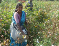 Una contadina del villaggio Nichampalayam, nello Stato indiano del Tamil Nadu, nel suo campo di cotone OGM.